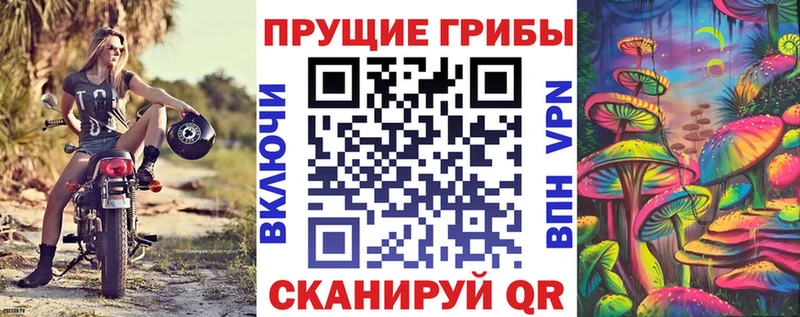 кракен как зайти  как найти закладки  Суджа  Псилоцибиновые грибы мицелий 